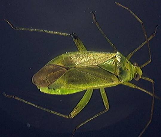 Adelphocoris lineolatus